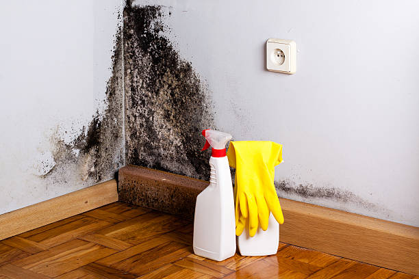 Best Forensic Mold Investigation  in Plainwell, MI